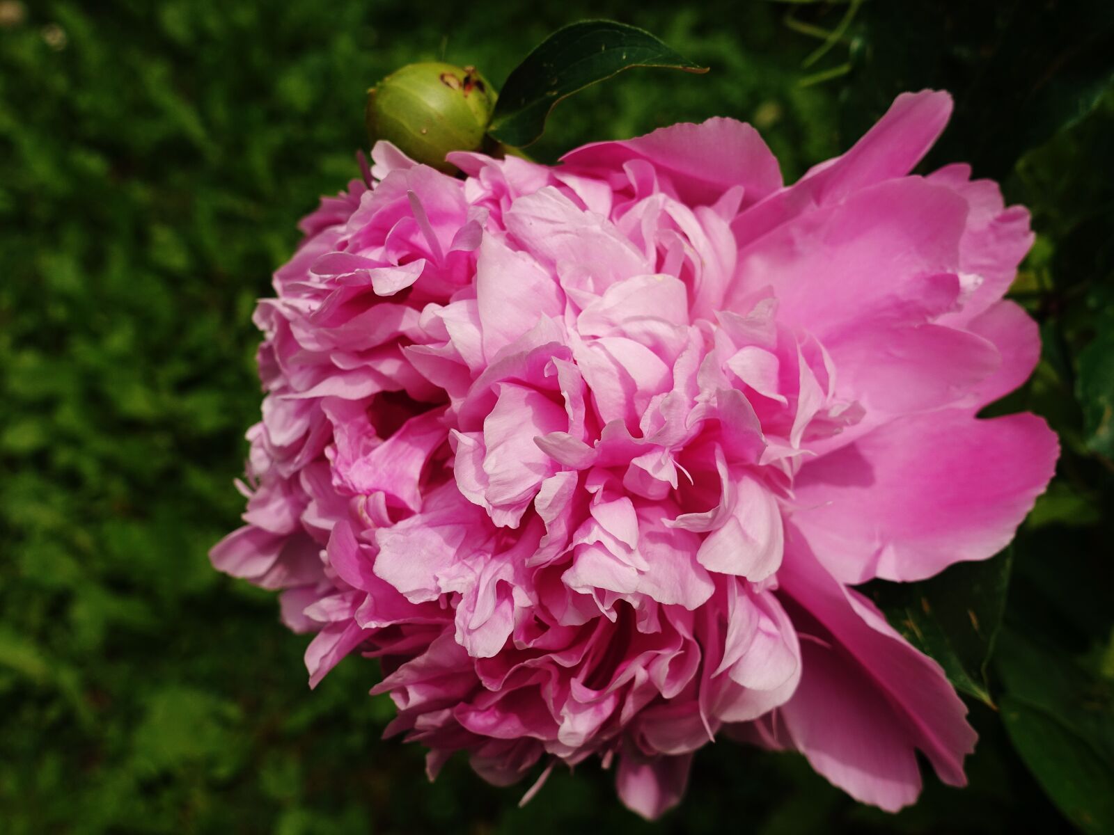 Sony DSC-RX100M5 sample photo. Peony, flower, pink photography