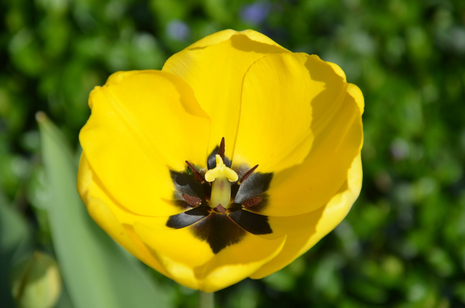 Nikon D5100 sample photo. Tulip, flower, spring photography