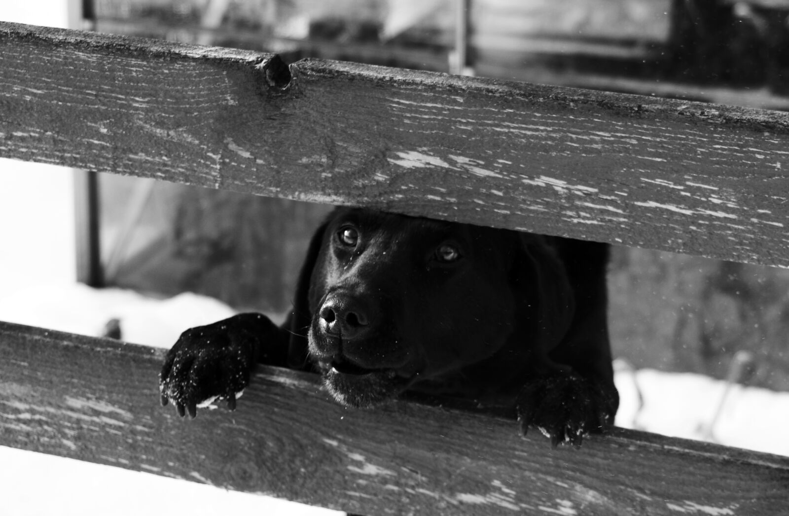 Pentax K-5 sample photo. Dog, fence, expensive photography