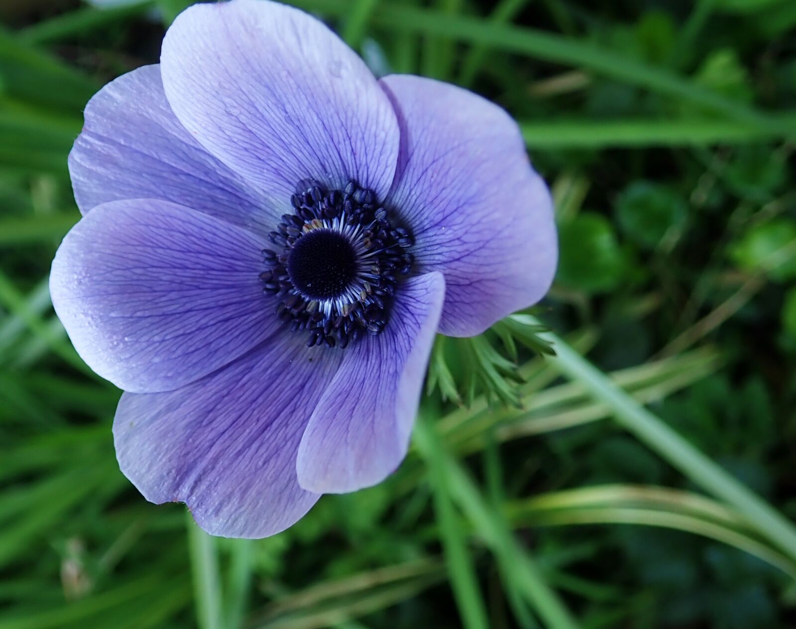 Olympus TG-5 sample photo. Anemone, flower, bulb photography