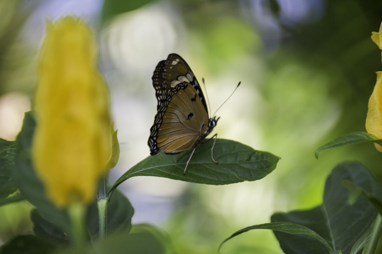Canon EOS 60D sample photo. Butterfly, leaf, natural photography