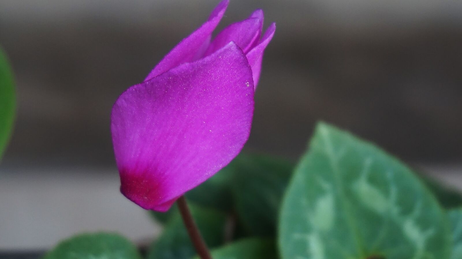 Sony Alpha a5000 (ILCE 5000) sample photo. Flowers, korean flower, nature photography