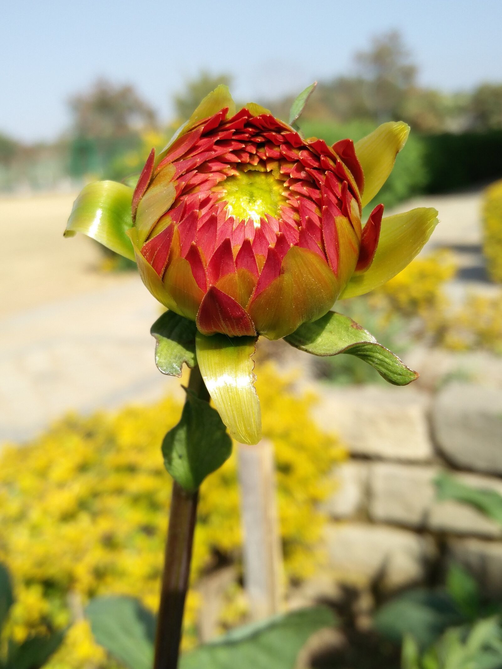 OnePlus 2 sample photo. Flower, nature, flora photography
