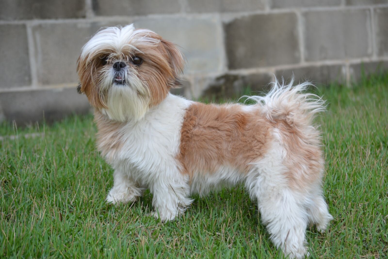Nikon D3100 sample photo. Shih tzu, animal, dog photography