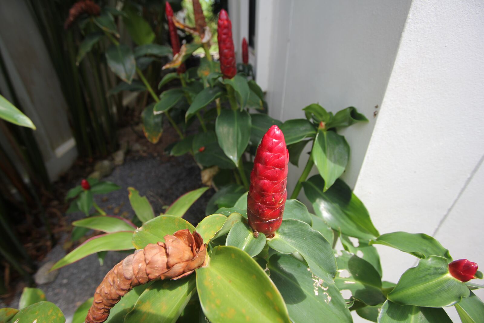 Canon EOS 550D (EOS Rebel T2i / EOS Kiss X4) sample photo. Flower, phuket, thailand photography
