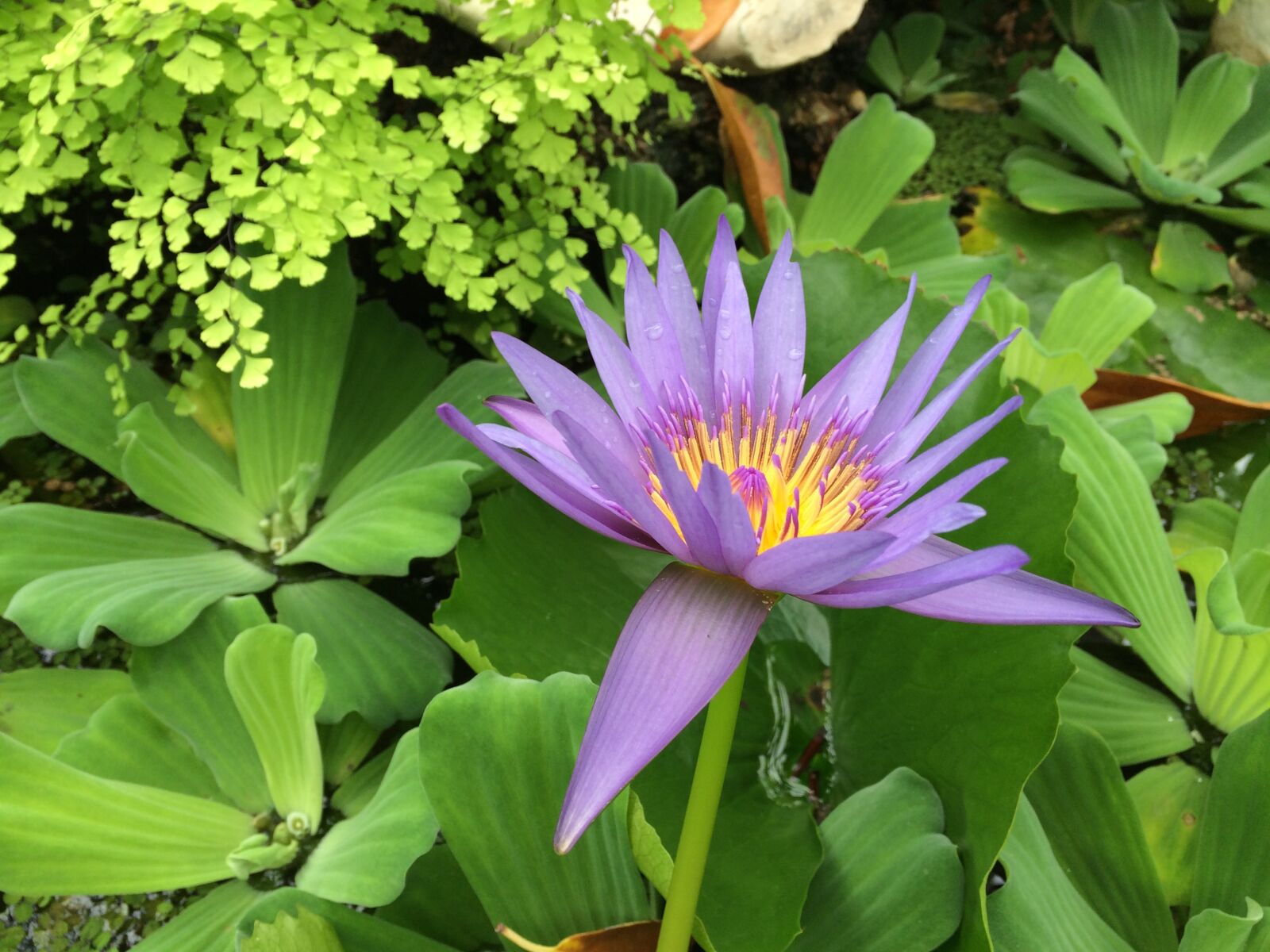 iPhone 5s back camera 4.15mm f/2.2 sample photo. Flower, green, violet photography