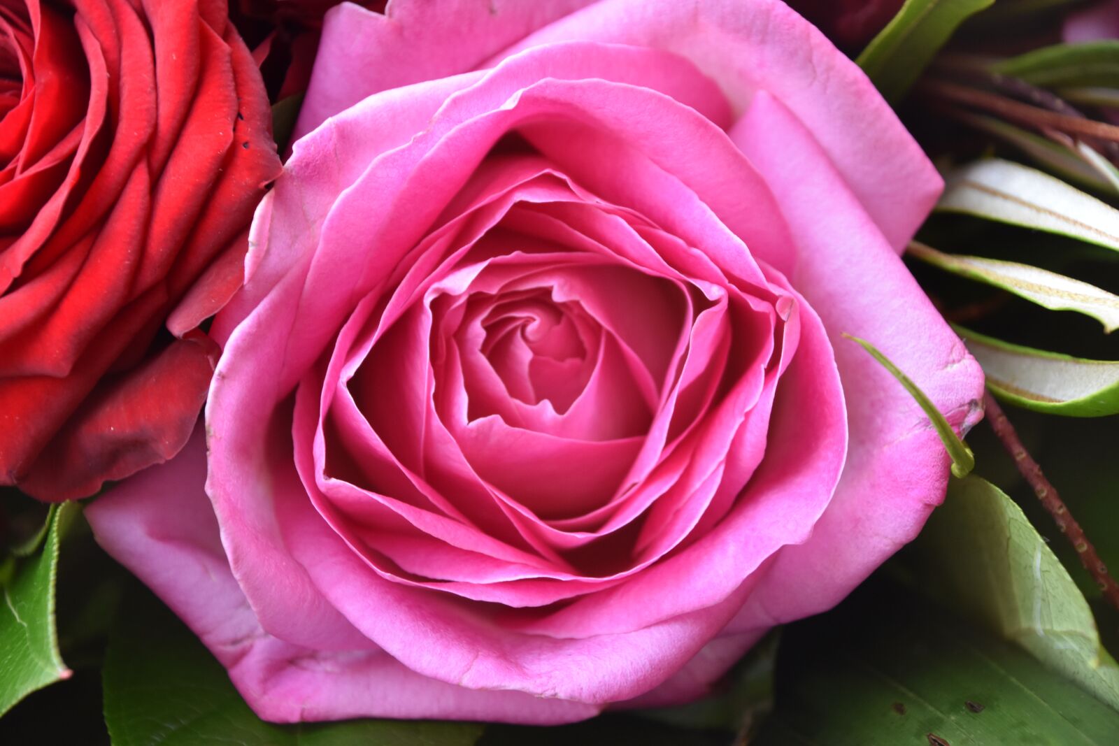 Nikon D5600 sample photo. Rosebush, flower, petal photography