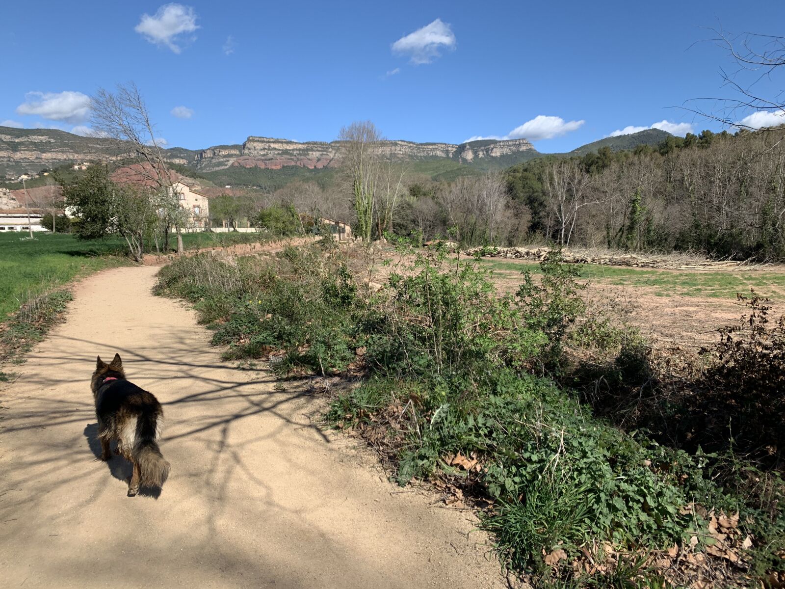 iPhone XS Max back dual camera 4.25mm f/1.8 sample photo. Path, dog, german shepherd photography