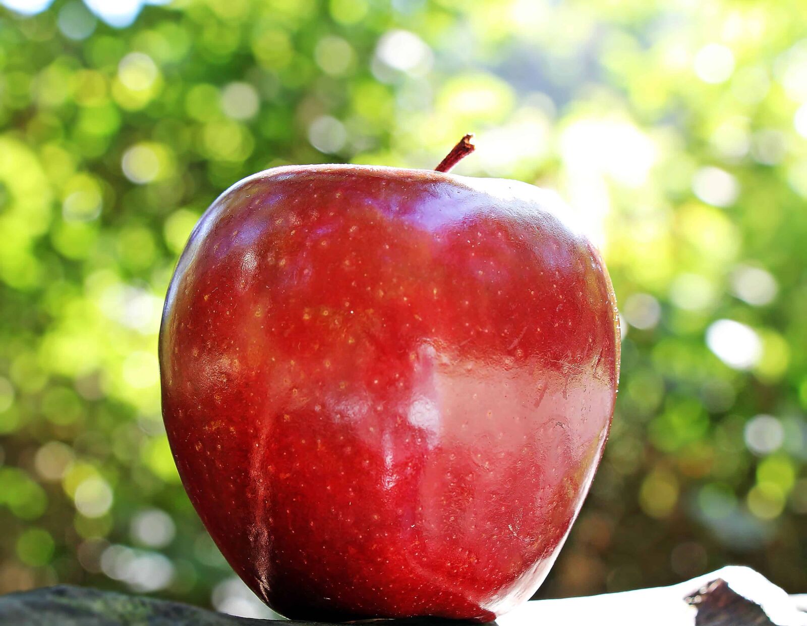 Canon EOS 550D (EOS Rebel T2i / EOS Kiss X4) sample photo. Food, red apple, nutrition photography