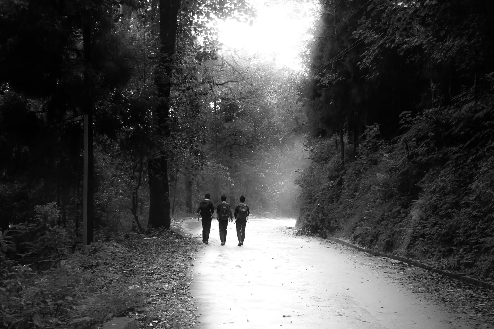 Canon EF-S 18-135mm F3.5-5.6 IS USM sample photo. Nature, black white, student photography