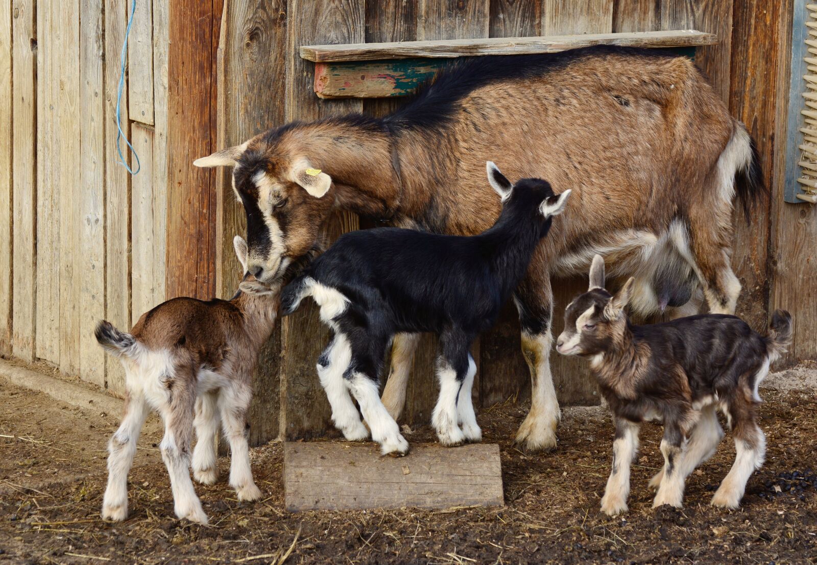 Nikon D5200 sample photo. Goats, kid, young goats photography