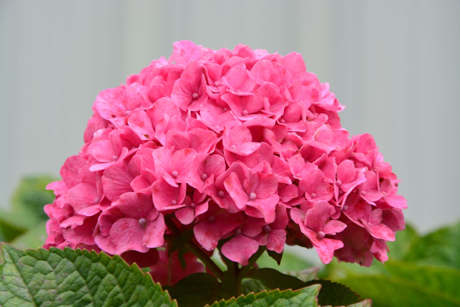 Nikon D5200 sample photo. Flower, hydrangea, pink flowers photography
