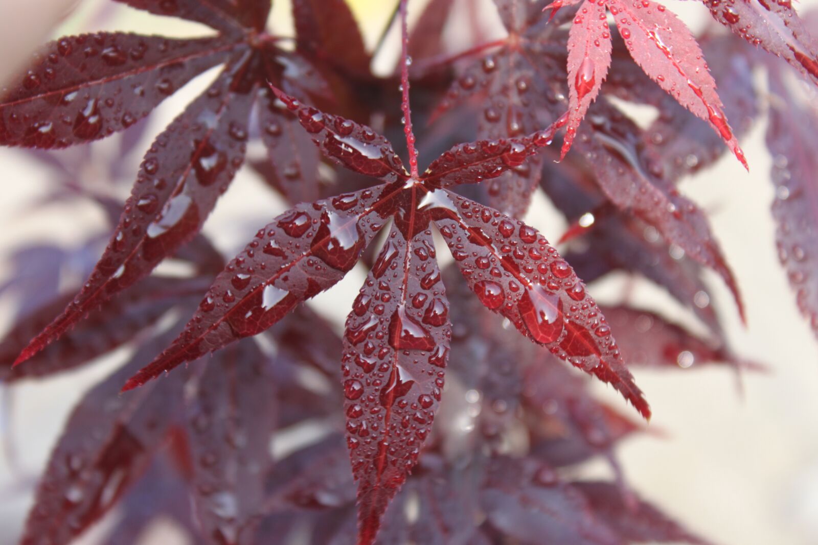 Canon EOS 500D (EOS Rebel T1i / EOS Kiss X3) sample photo. Clone palm, foliage, red photography