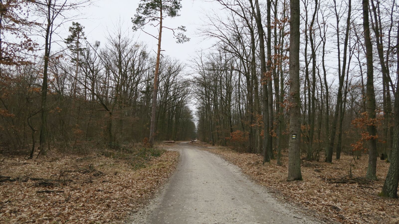 Canon PowerShot G7 X sample photo