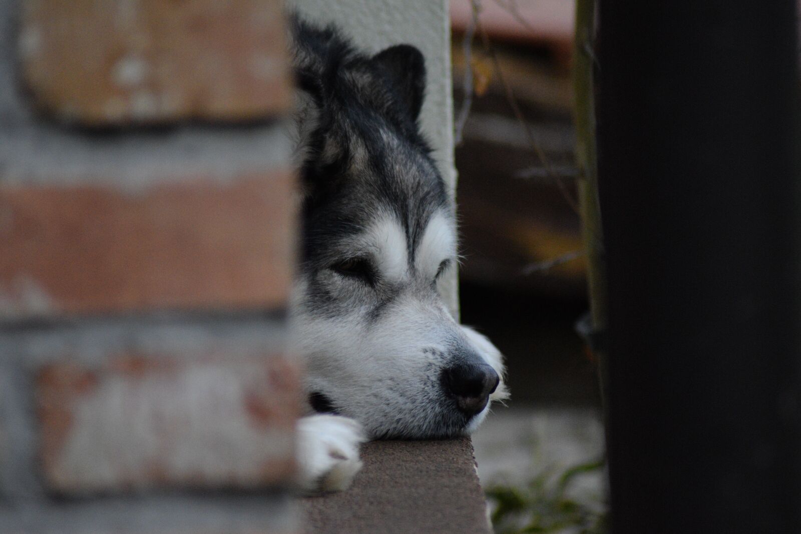 Nikon D3300 sample photo. Alaskan-malamute, malamute, dog photography