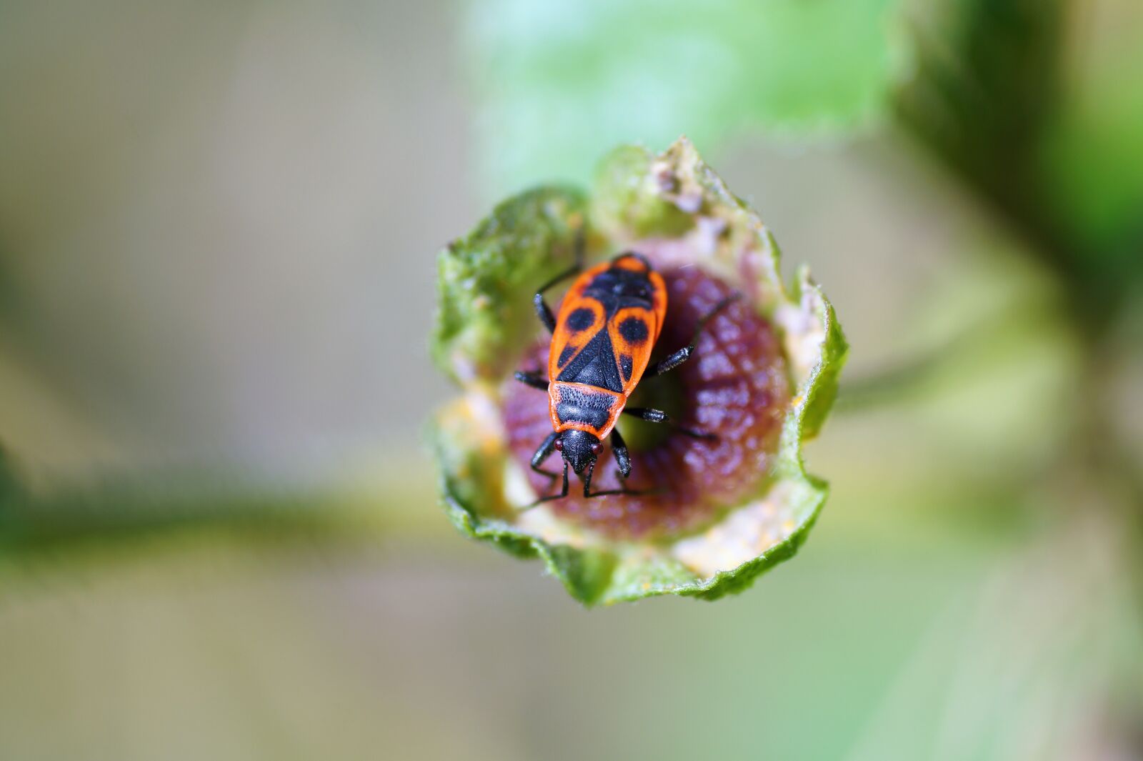Sony SLT-A58 sample photo. Firebug, insect, bug photography