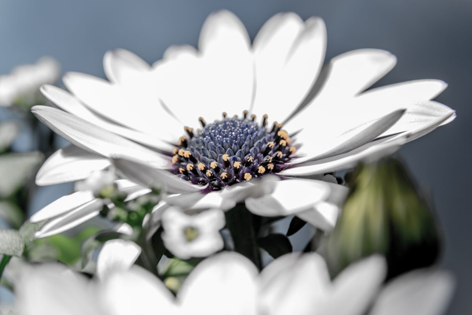 Nikon D3300 sample photo. Flower, garden, spring photography