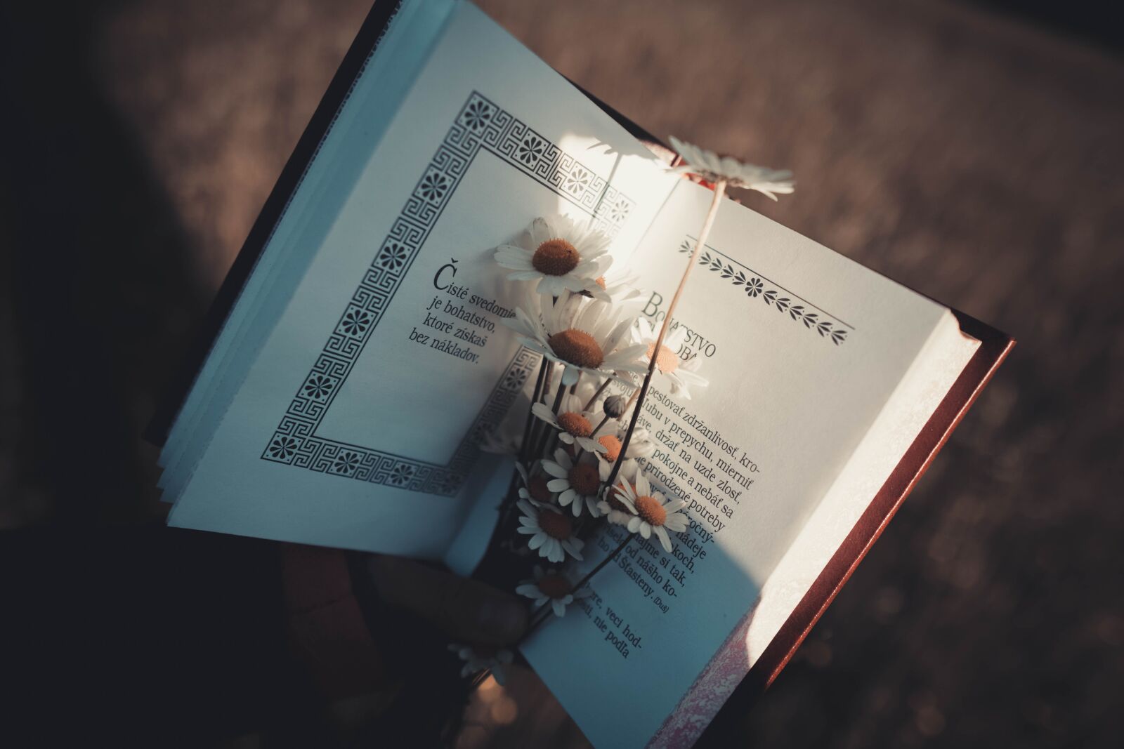 Sony a6400 + Sigma 16mm F1.4 DC DN | C sample photo. Stocizmus, philosophy, book photography