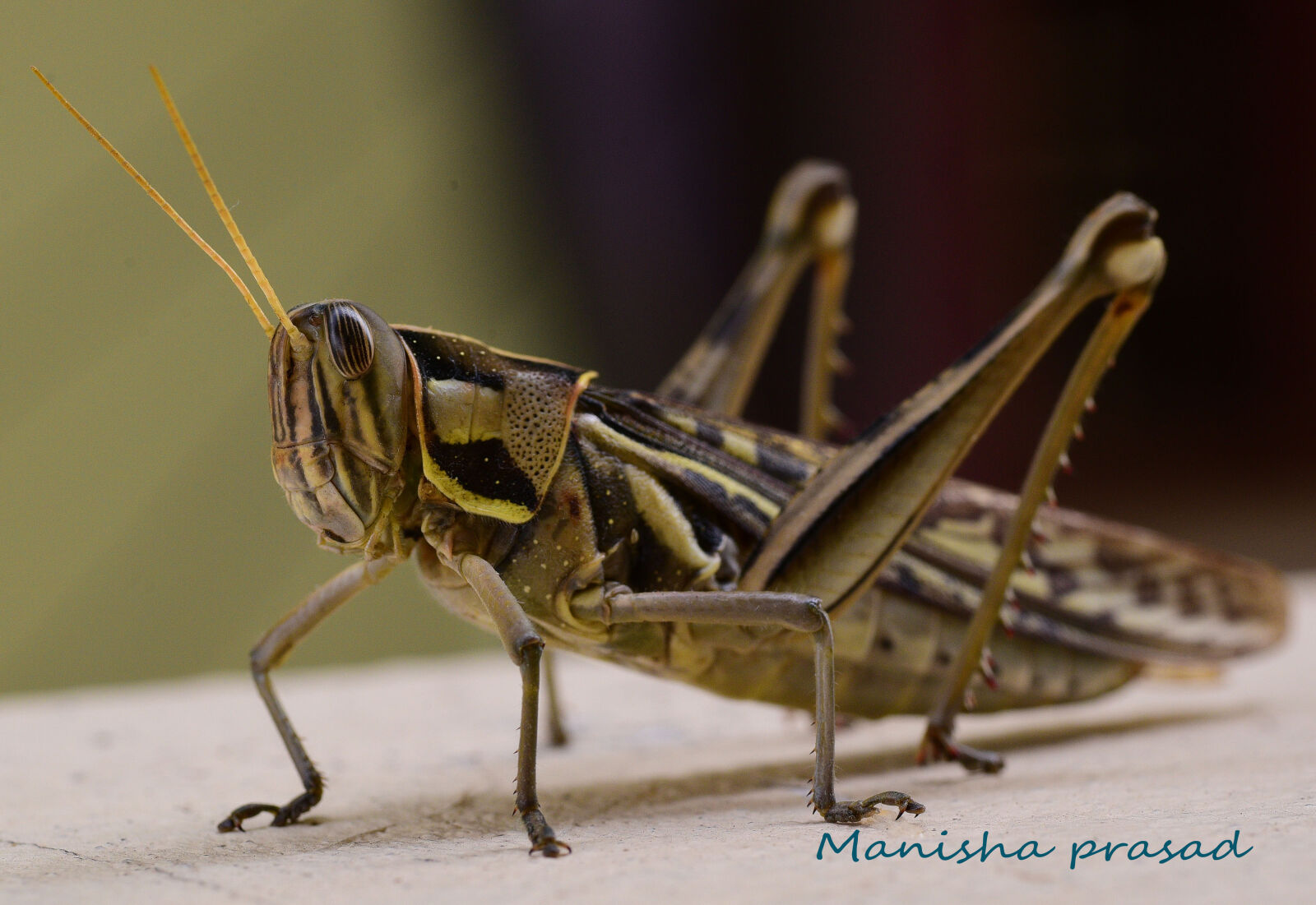 Nikon D750 sample photo. Grasshopper photography