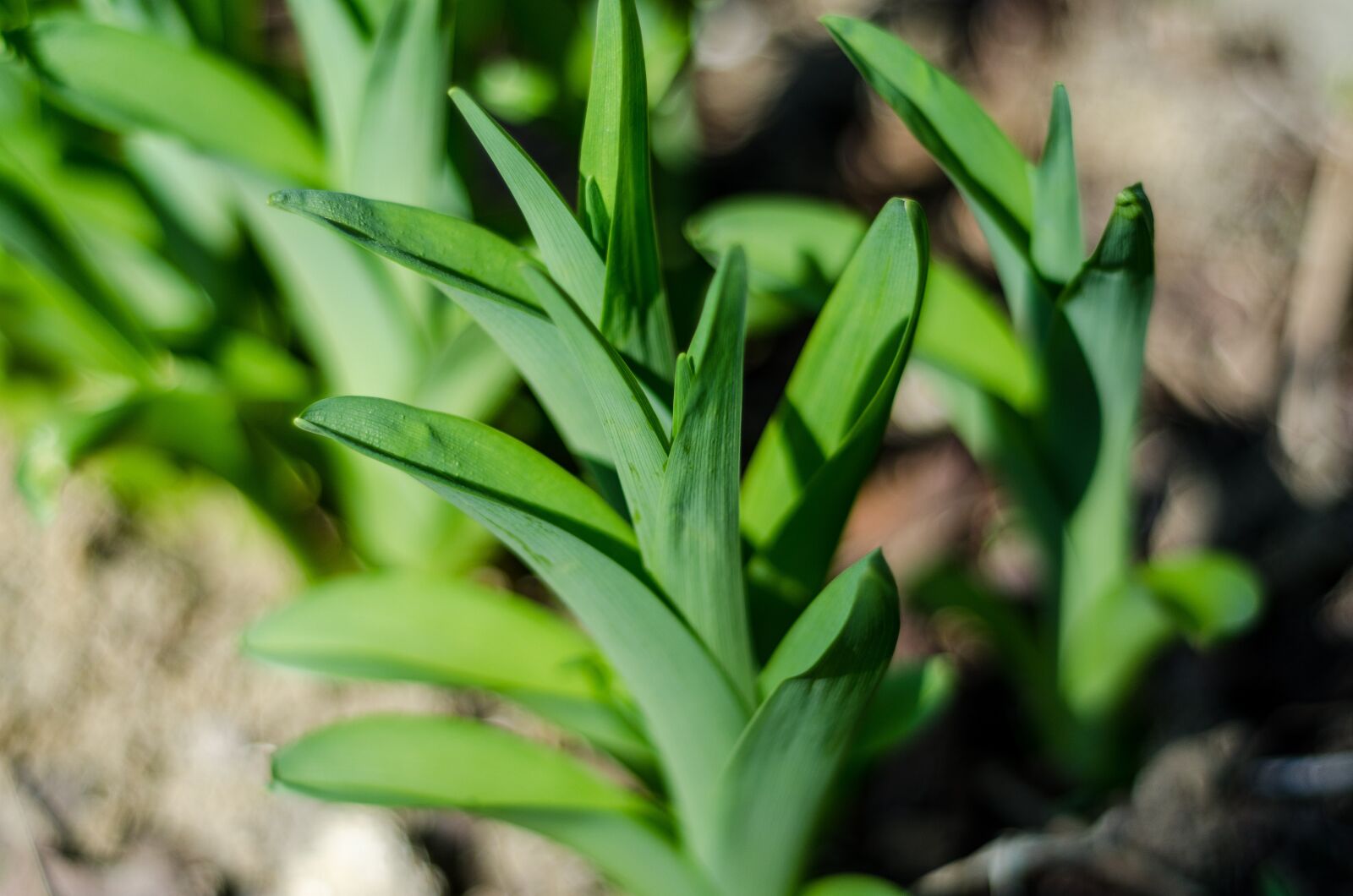 Nikon D7000 sample photo. Plant, macro, spring photography
