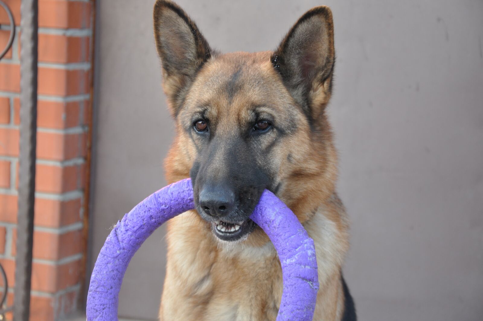 Nikon D90 sample photo. Dog, shepherd, wheel photography