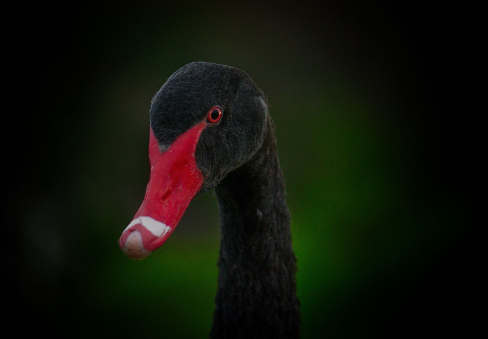 Nikon D3300 sample photo. Black swan, bird, western photography
