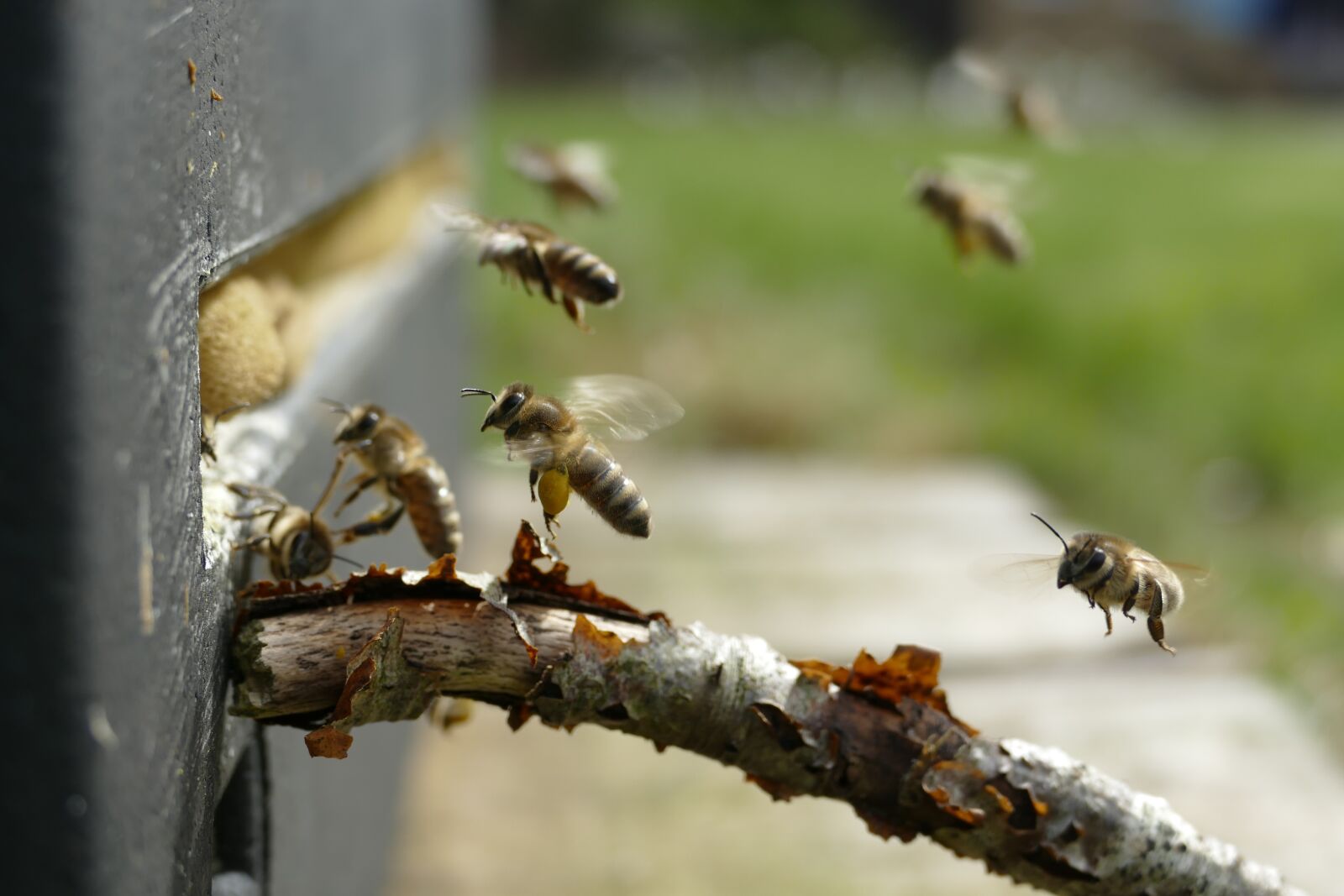 Panasonic Lumix DMC-FZ1000 sample photo. Bee, beehive, pollen photography