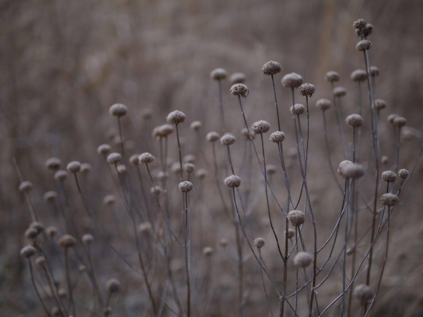 Panasonic Lumix DMC-GX8 sample photo. Plant, flower, meadow photography