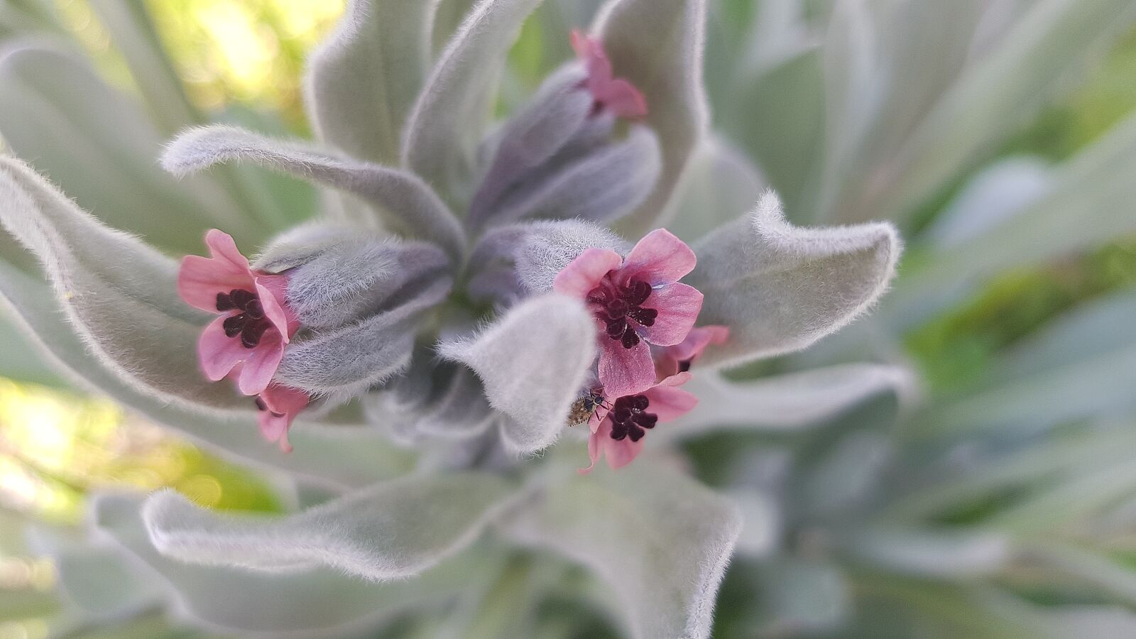 Samsung Galaxy S8 sample photo. Plant, flower, nature photography