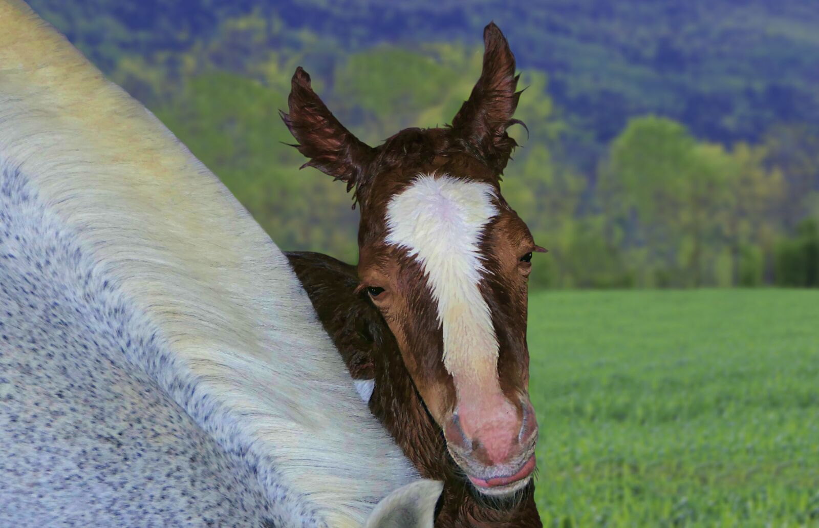 Panasonic Lumix DMC-FZ2500 (Lumix DMC-FZ2000) sample photo. Foal, brown, birth photography