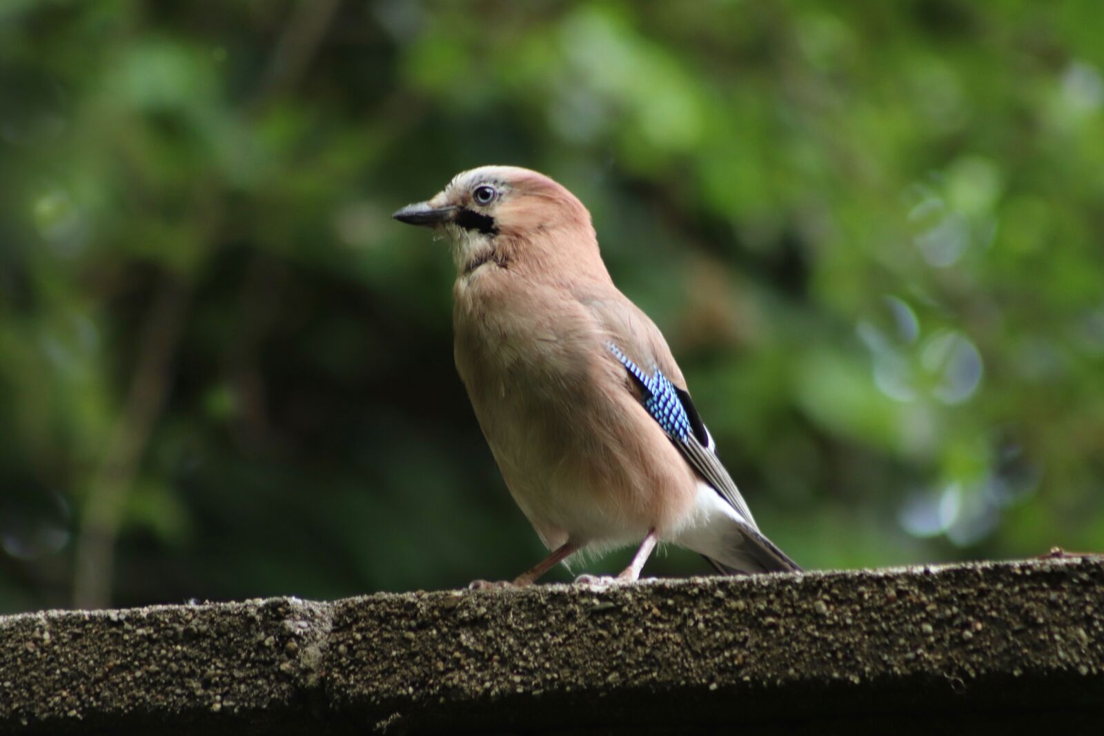 Canon EOS 800D (EOS Rebel T7i / EOS Kiss X9i) sample photo. Jay, bird, plumage photography