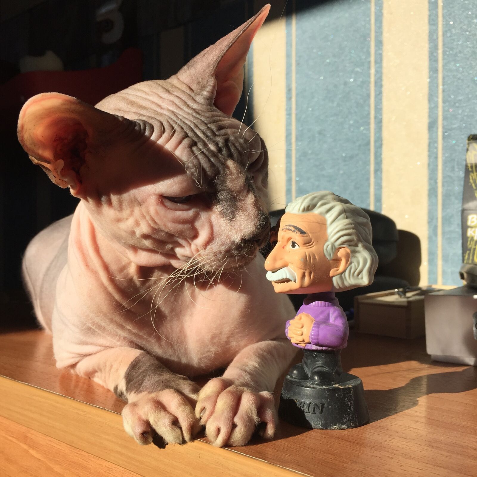 Apple iPhone 6 sample photo. Cat, sphinx, sphynx photography