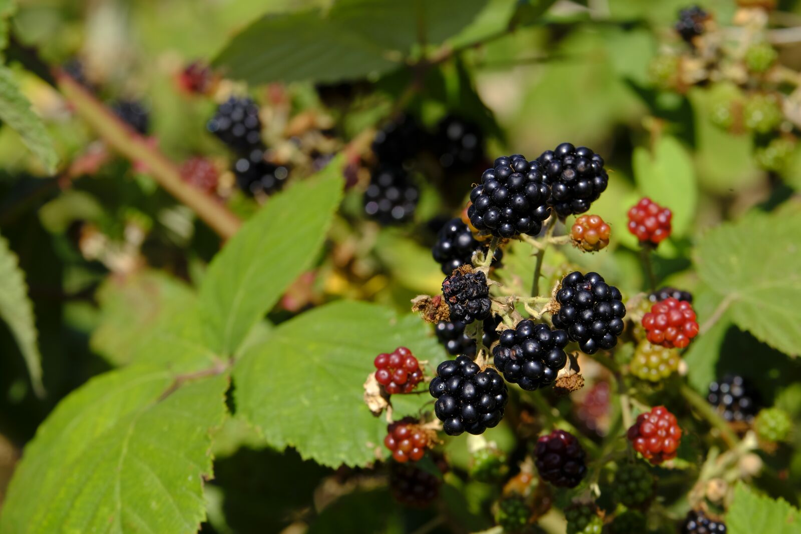 Fujifilm X-T2 + Fujifilm XF 55-200mm F3.5-4.8 R LM OIS sample photo. Blackberries, berry, bed photography