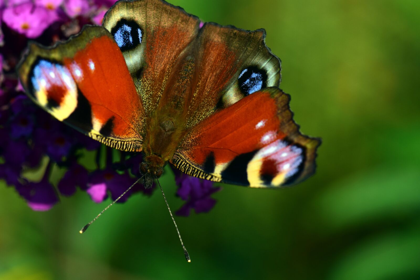 Nikon D3300 sample photo. Peacock, butterfly, insect photography