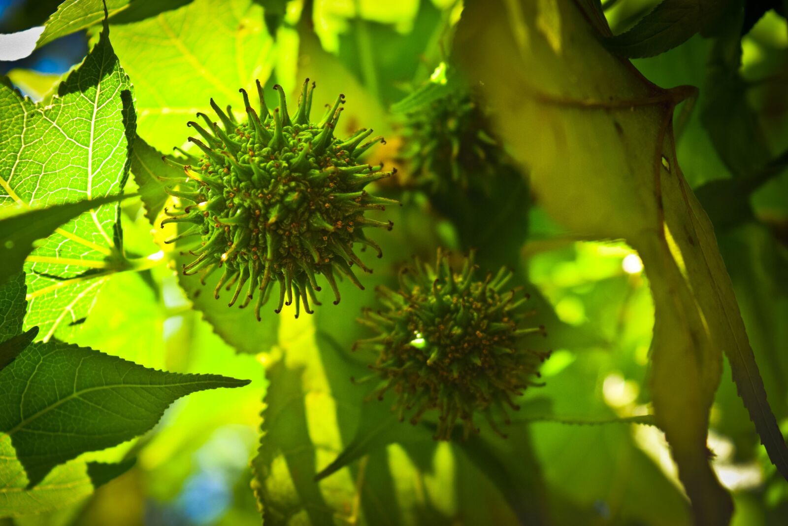 Nikon D5300 sample photo. Green, nature, leaves photography