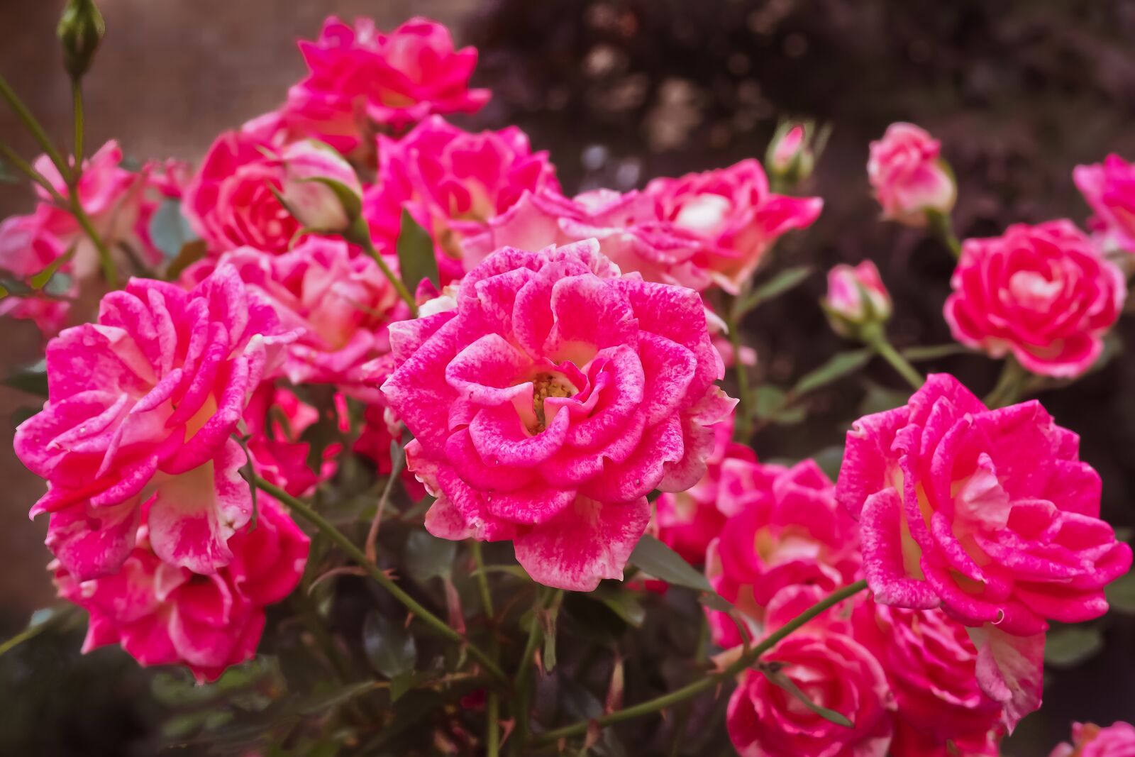 Olympus OM-D E-M10 sample photo. Flower, rose, blossom photography