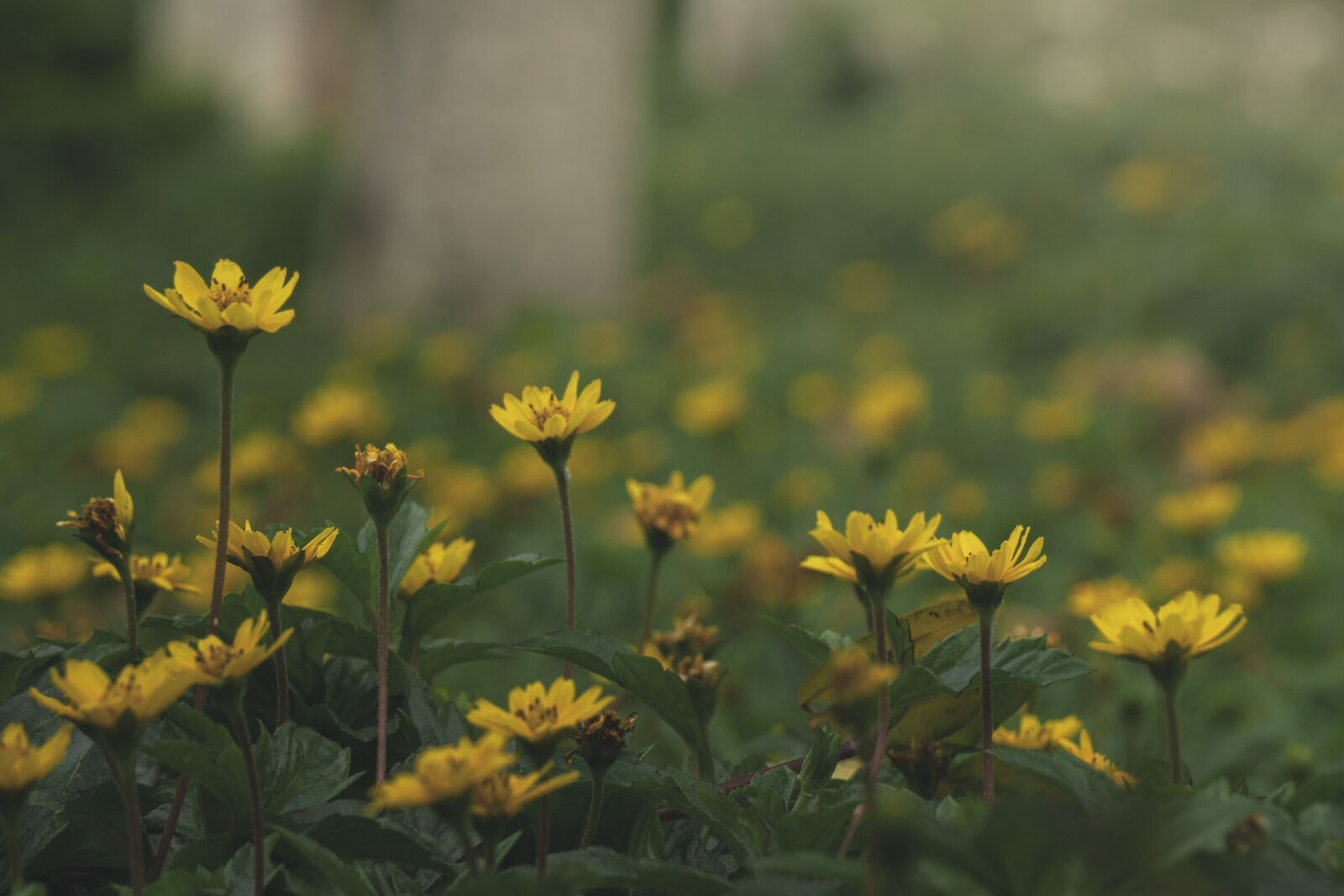 Sony a6500 sample photo
