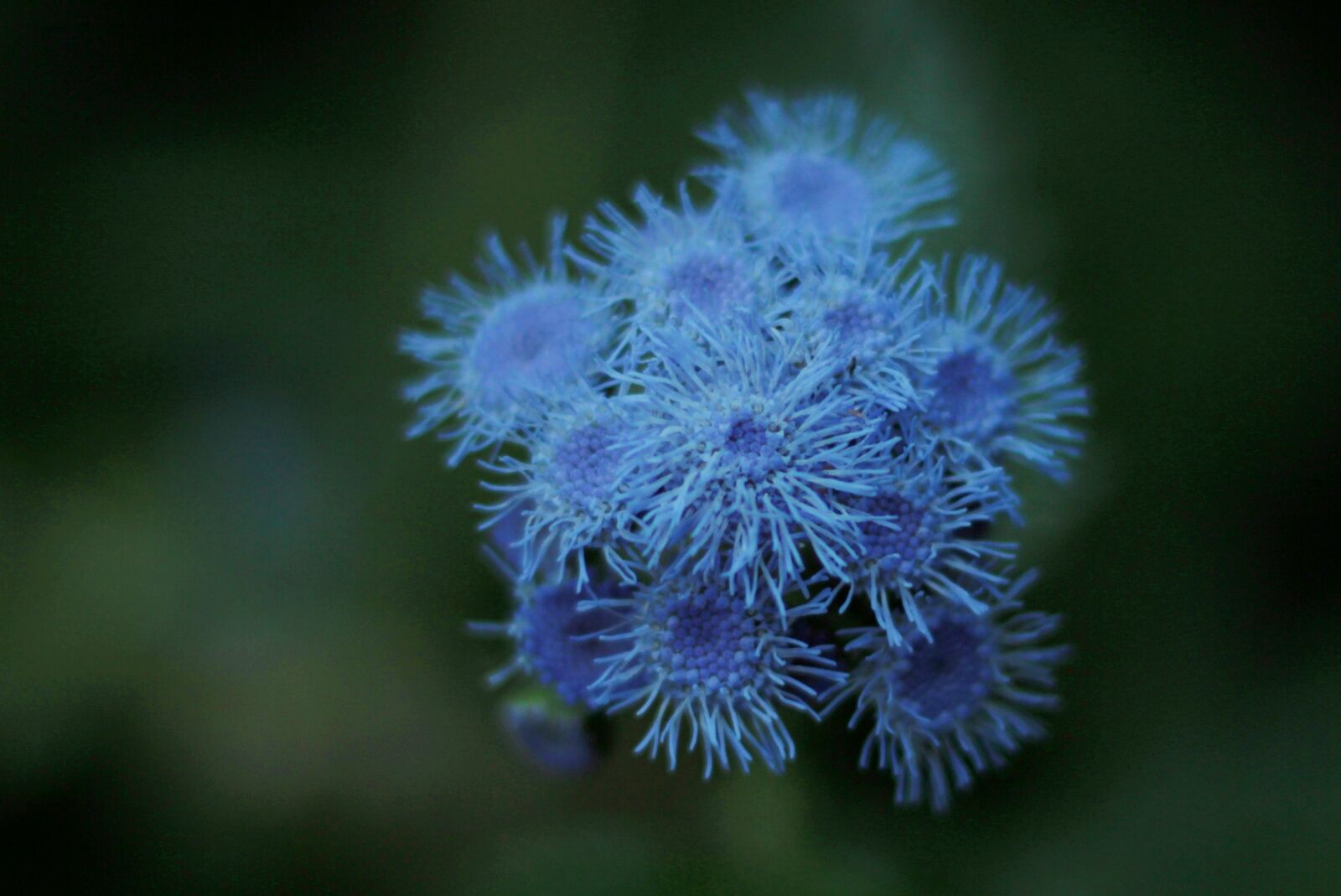 Canon EOS 600D (Rebel EOS T3i / EOS Kiss X5) + Canon EF 50mm F1.8 STM sample photo. Flowers, garden, ageratum houstonianum photography