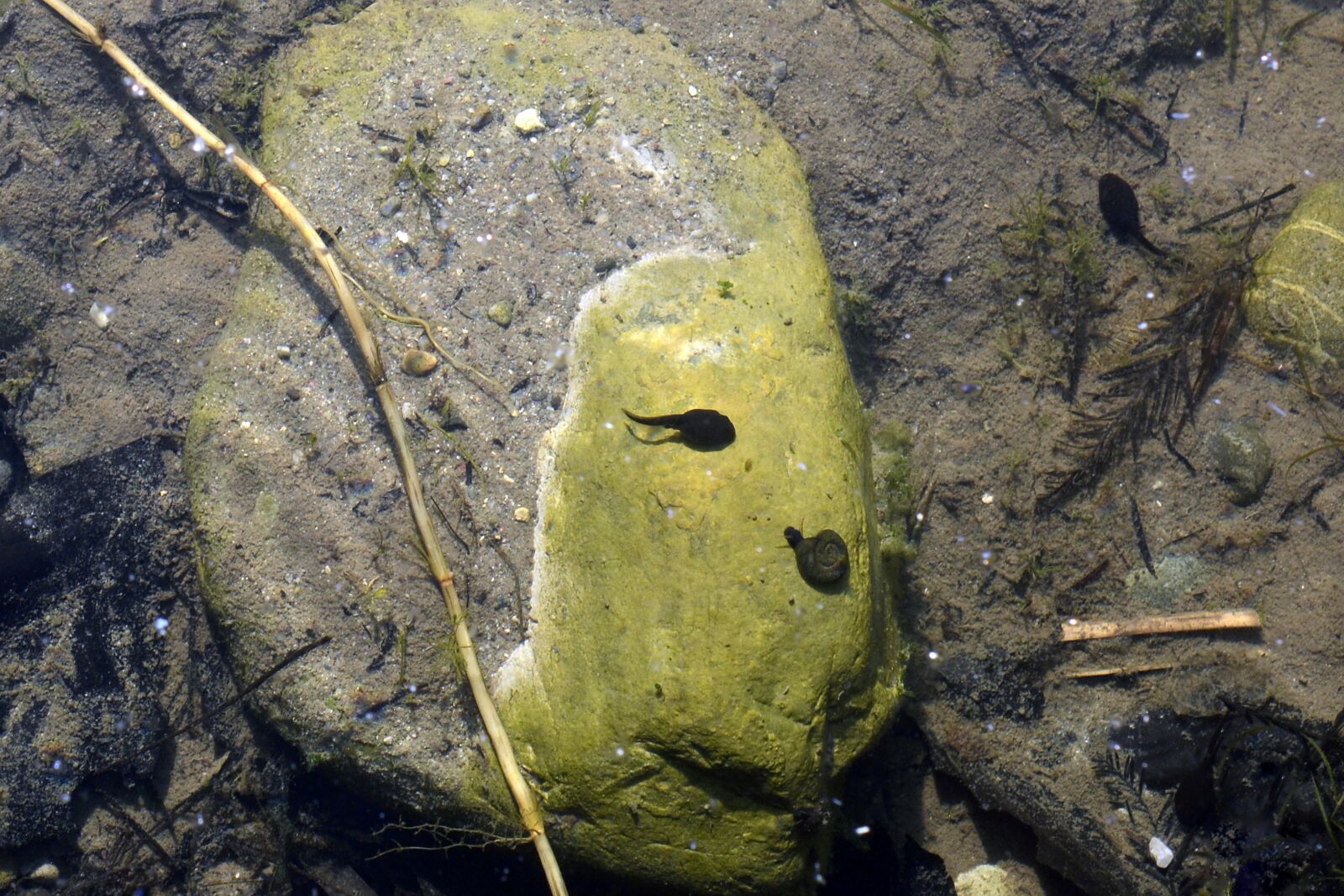 Nikon D7100 sample photo. Tadpole, water snail, underwater photography