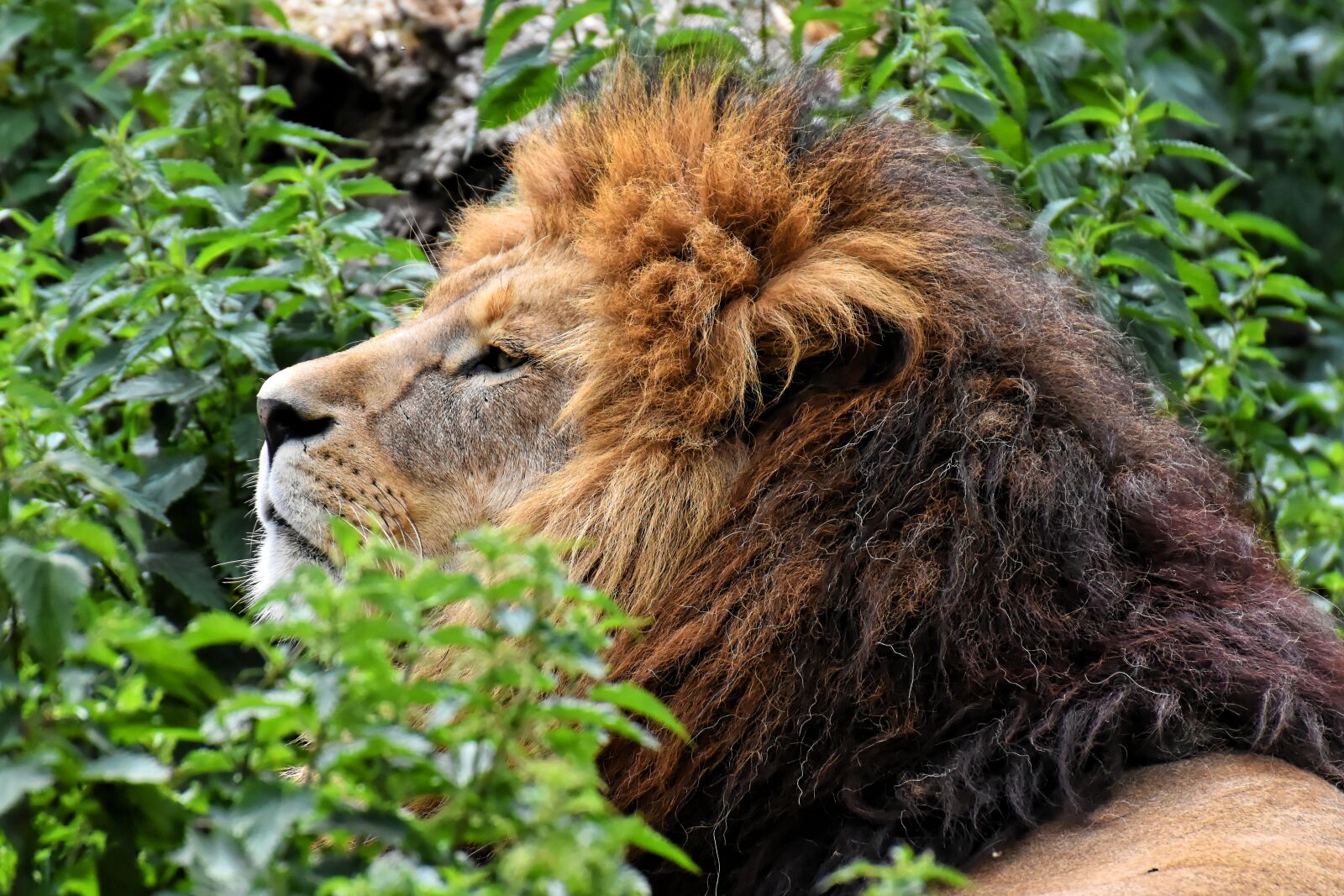 Nikon D7200 sample photo. Lion, predator, dangerous photography