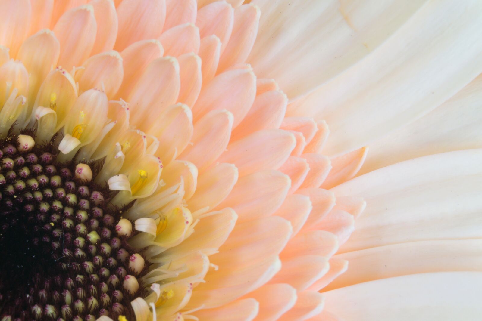 Nikon D5300 sample photo. Germini, gerbera, florist photography
