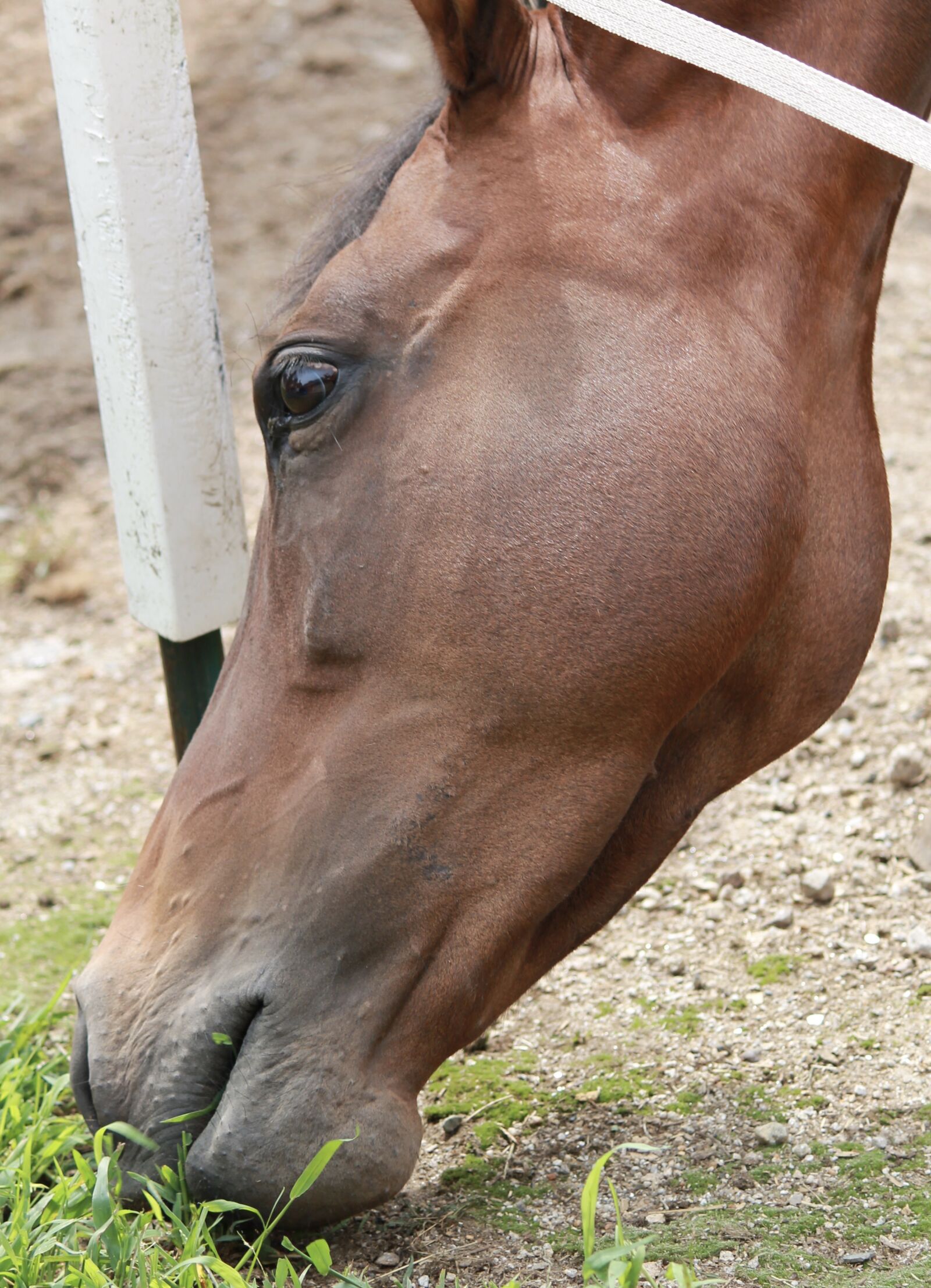 Canon EOS 1100D (EOS Rebel T3 / EOS Kiss X50) sample photo. Horse, mare, horses photography