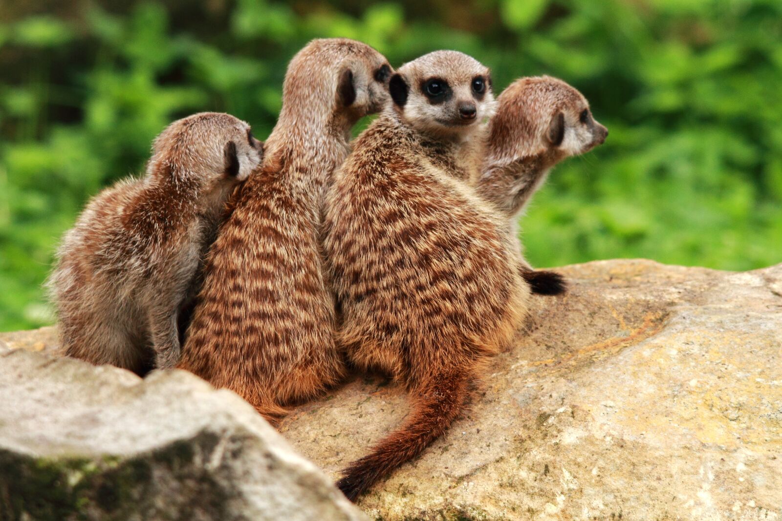 Canon EOS 7D sample photo. Meerkat, animals, watch photography