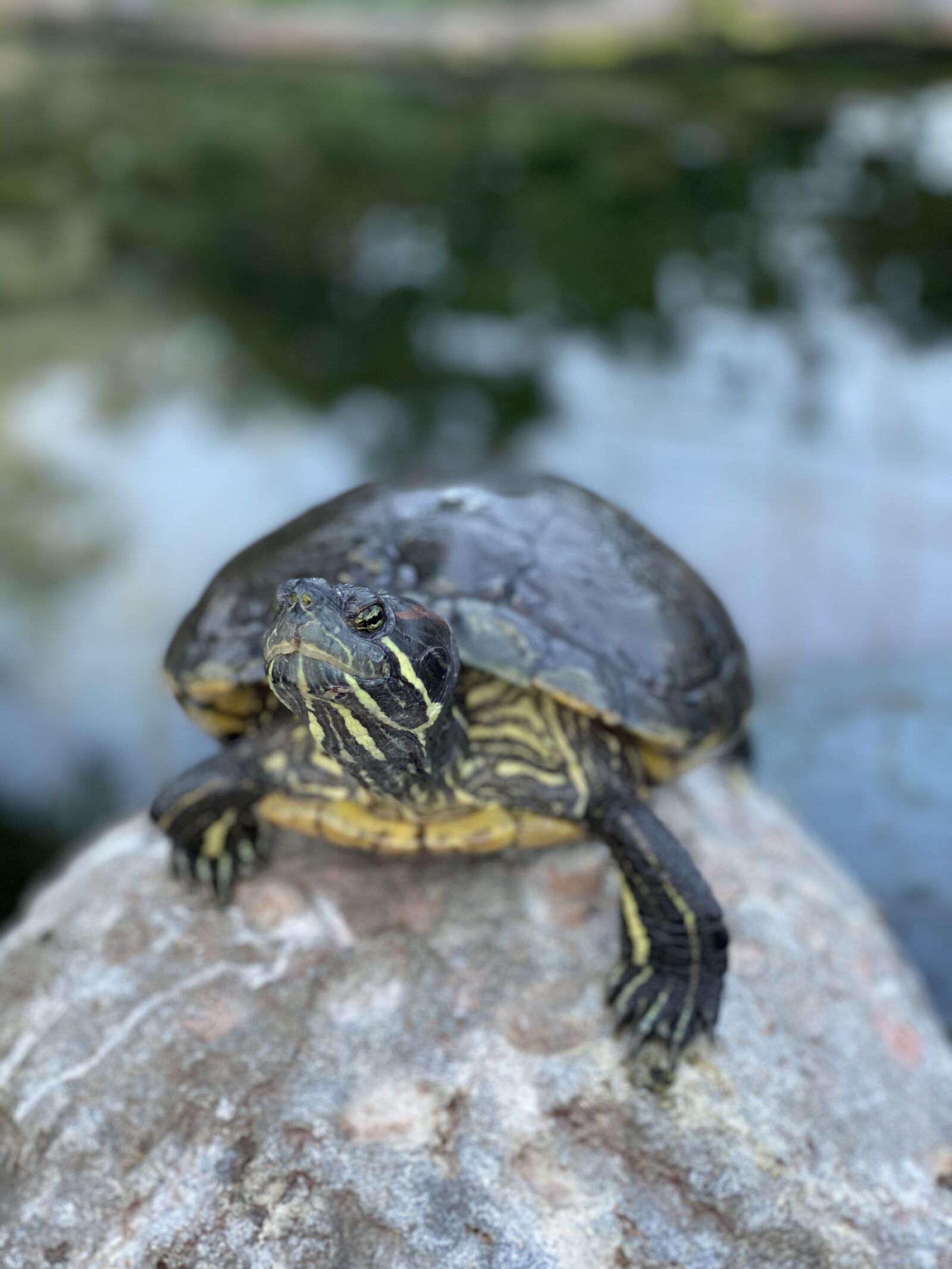 iPhone 11 Pro back dual camera 6mm f/2 sample photo. Animal, turtle, reptile photography