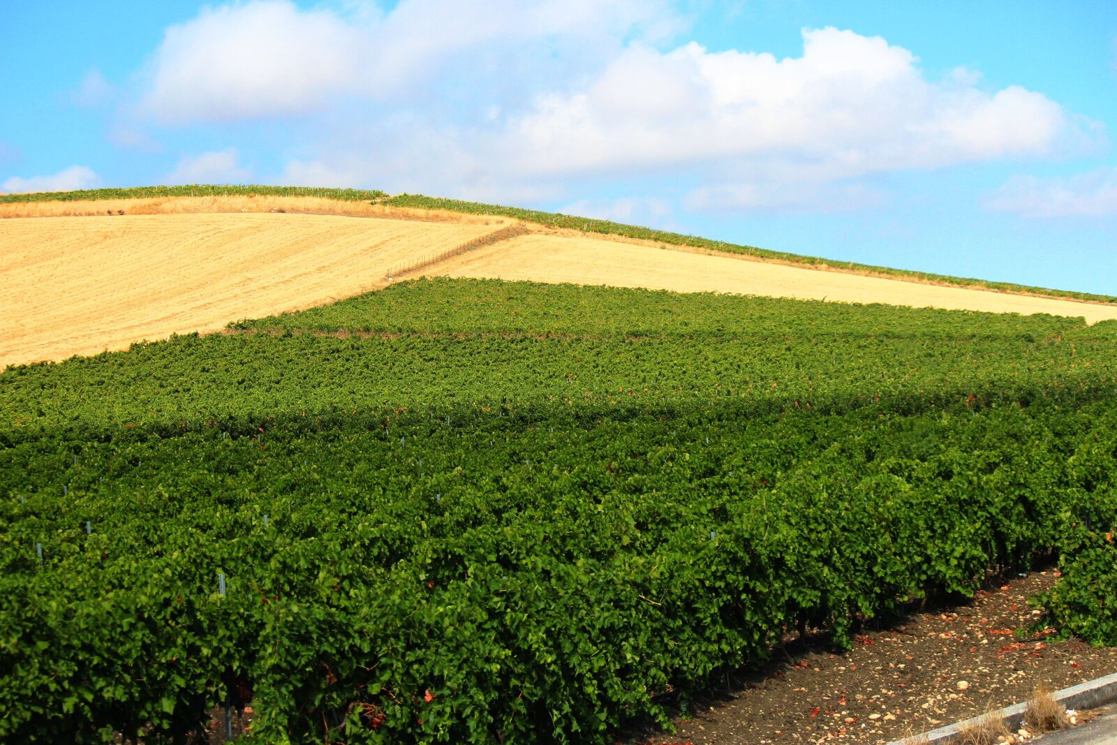 Canon EF-S 55-250mm F4-5.6 IS II sample photo. Fields, plantations, wheat photography