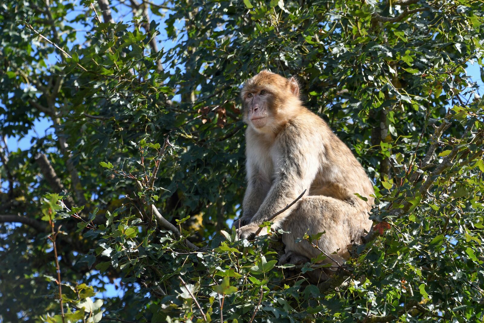Nikon D500 sample photo. Monkey, tree, barbary macaque photography