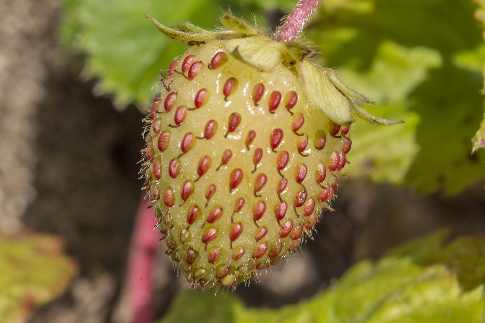 Canon EOS 600D (Rebel EOS T3i / EOS Kiss X5) sample photo. Strawberry, yellow strawberry, fruit photography