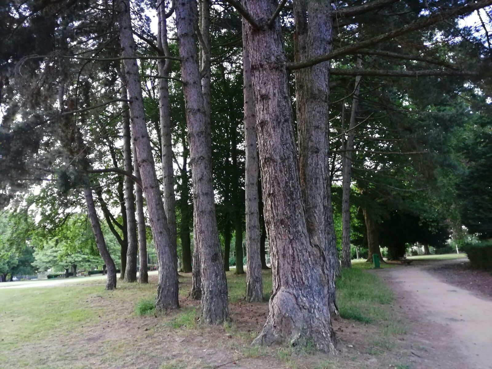 HUAWEI SNE-LX1 sample photo. Trees bottom, trunks, path photography