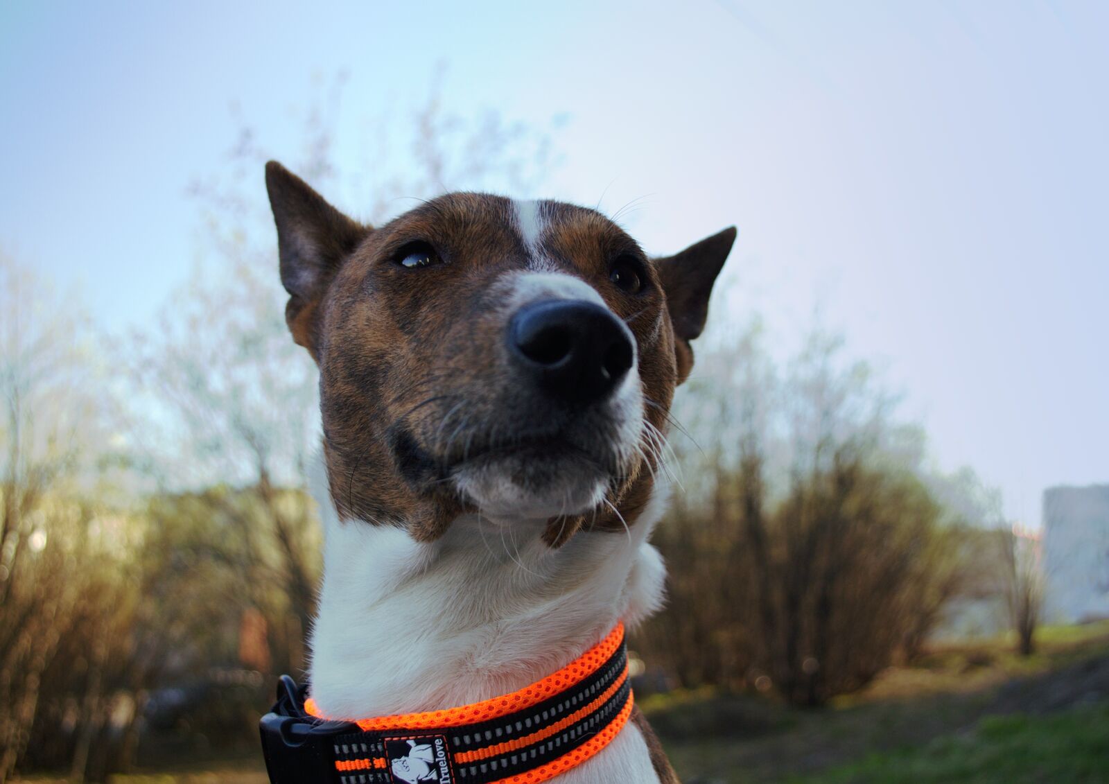 Nikon D3100 sample photo. Basenji, closeup, dog photography