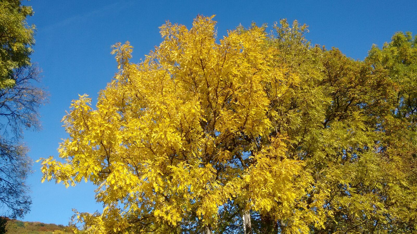 Motorola Moto G (2nd Gen) sample photo. Autumn, autumn forest, golden photography